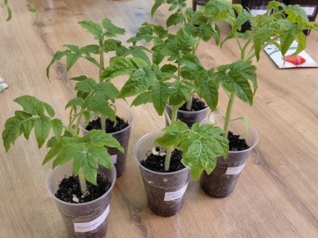Рассада томатов 2025