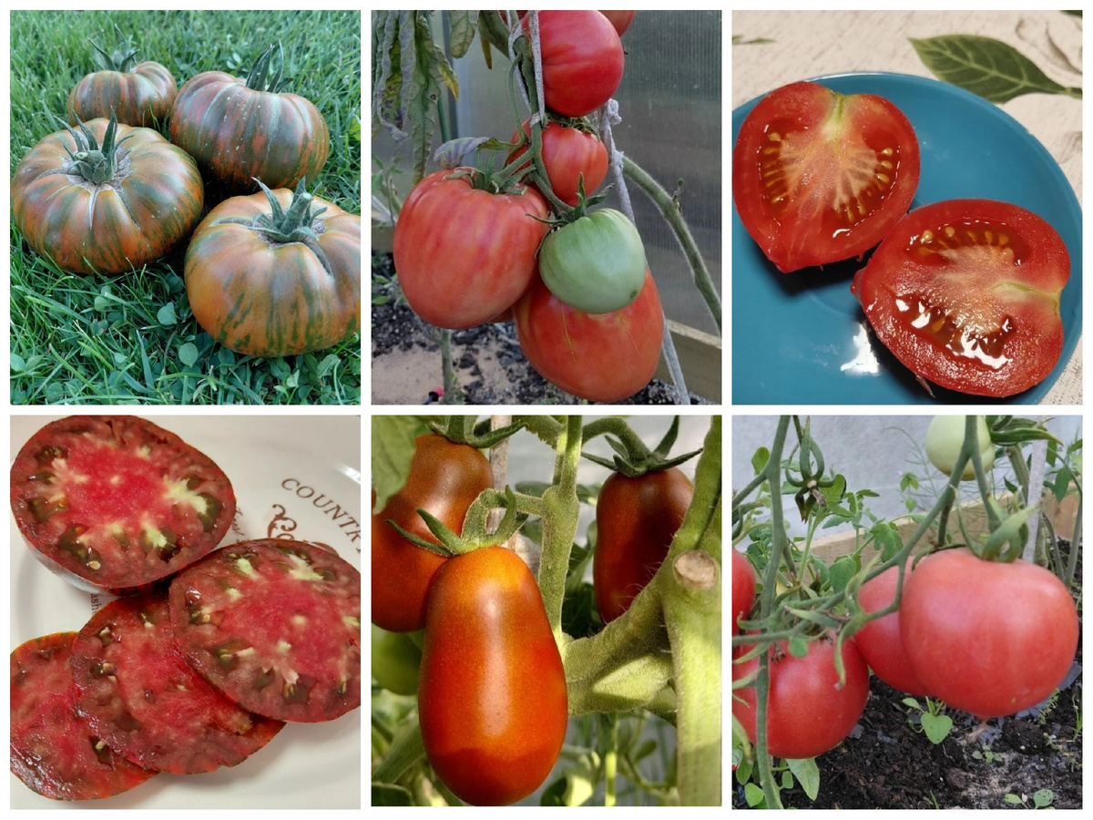 Обзор томатов 2025