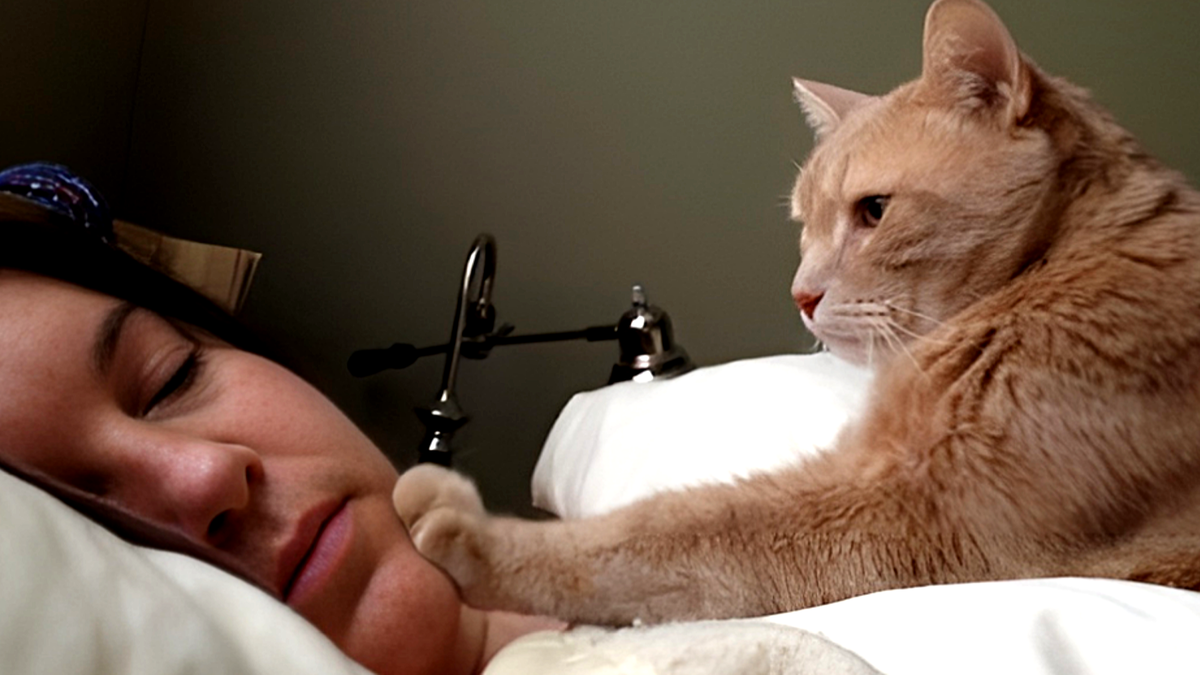 Вставай сестра... Святой Котец жаждет своей утренней трапезы. ЕЩЕ фото --->>