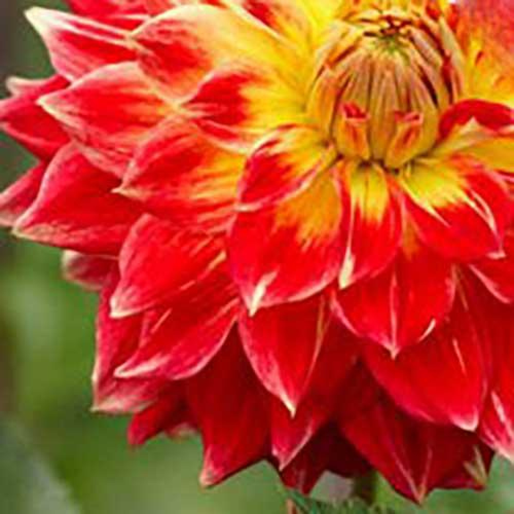 Эти цветы "Karma Hot Lips" — настоящий подарок для садовода. Иллюстрация общедоступный ресурс.