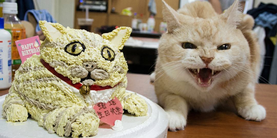 Зачем ты угнетаешь наш народ: 17 кошек были недовольны своими копиями, а хозяева сделали смешные фото