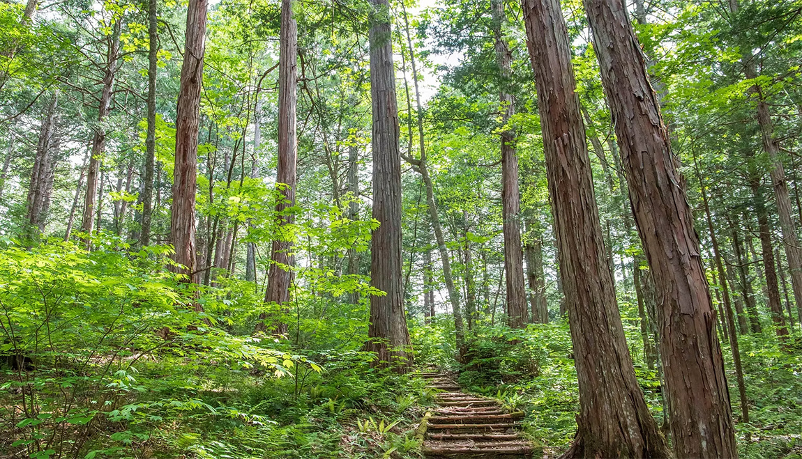 Участок леса с оборудованной тропой. Фото из открытых источников.