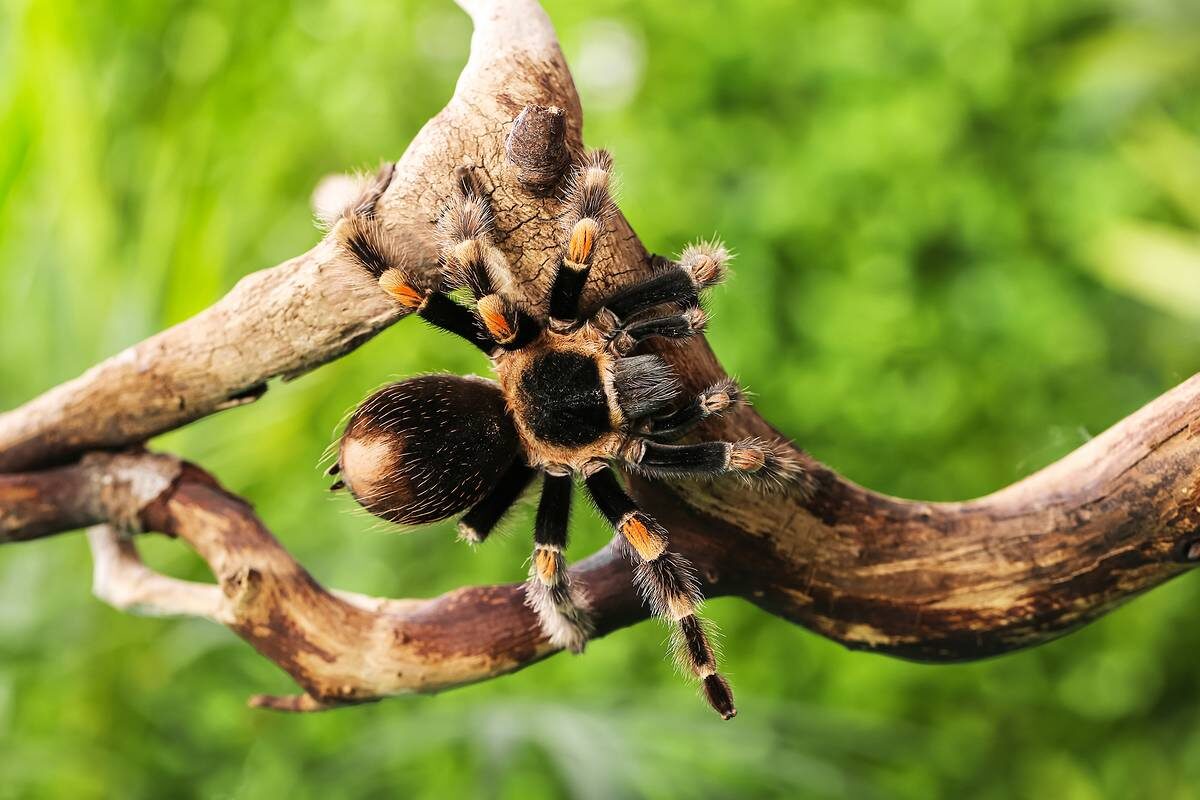 Фото с сайта: https://etokavkaz.ru/ekologiya/susliki-prosto-chuma-kakikh-zhivotnykh-na-severnom-kavkaze-stoit-opasatsya