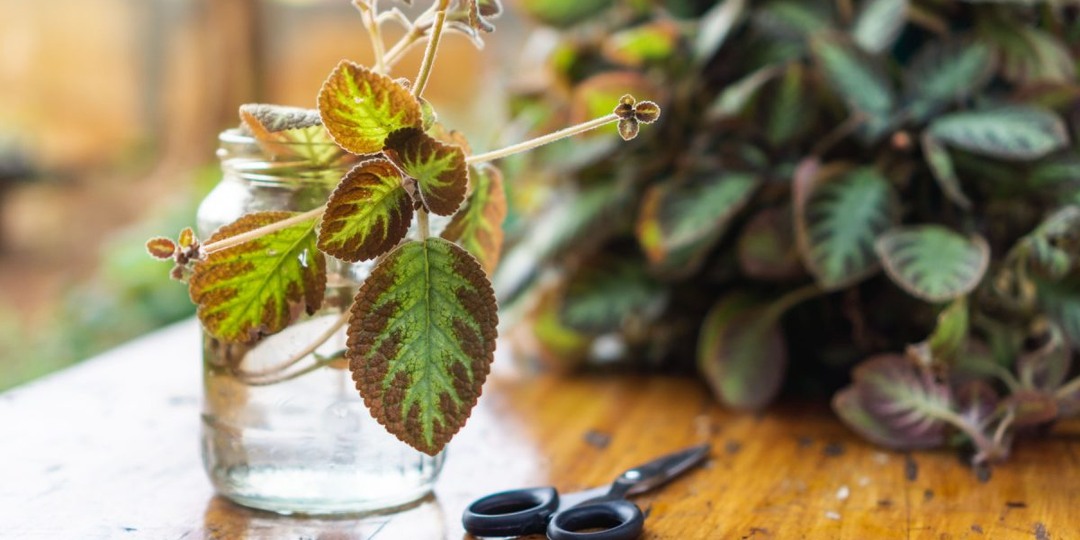 20 комнатных растений, которые проще отщипнуть, чем купить