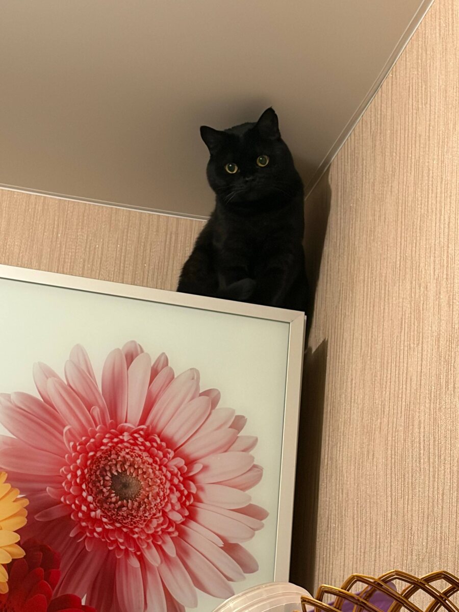 А это Читуш. Фото скинула Ксюша, когда я была в Москве. 