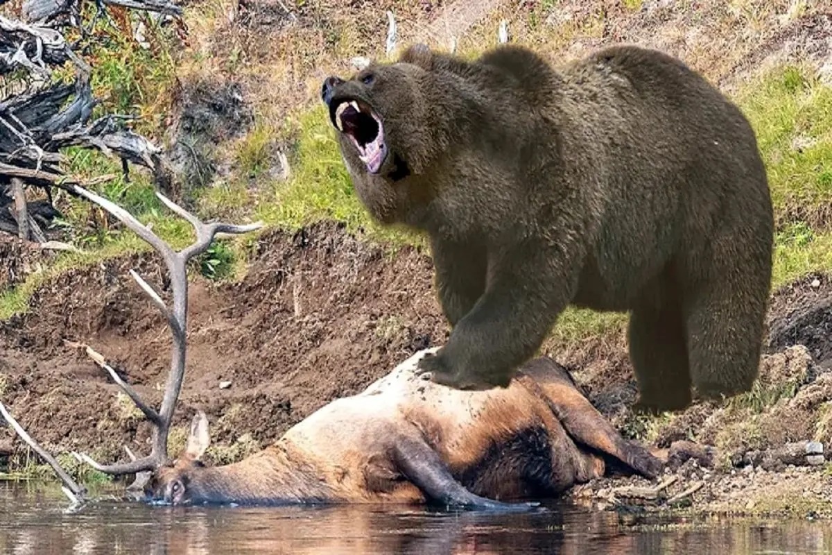 Фото с сайта: https://akharinkhabar.ir/interestings/10479185/استتار-نوزاد-گوزن-در-قلمروی-خرس-ها