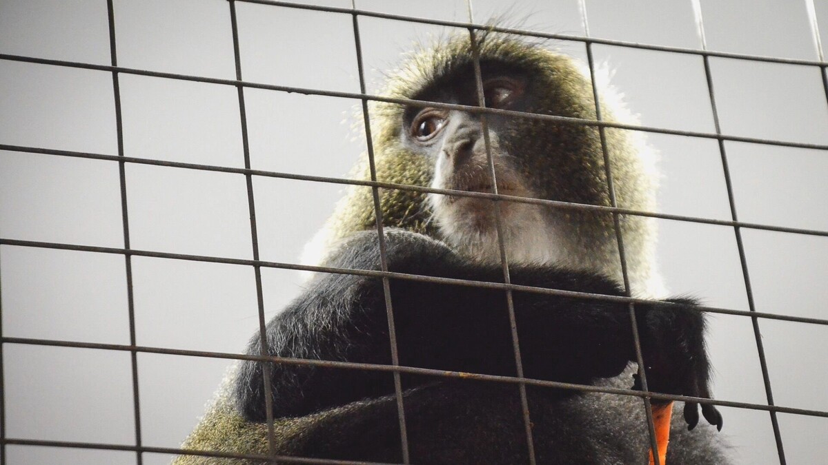    Совсем не милые ребята: в парке под Ростовом обезьяны устроили бои без правил   1MI