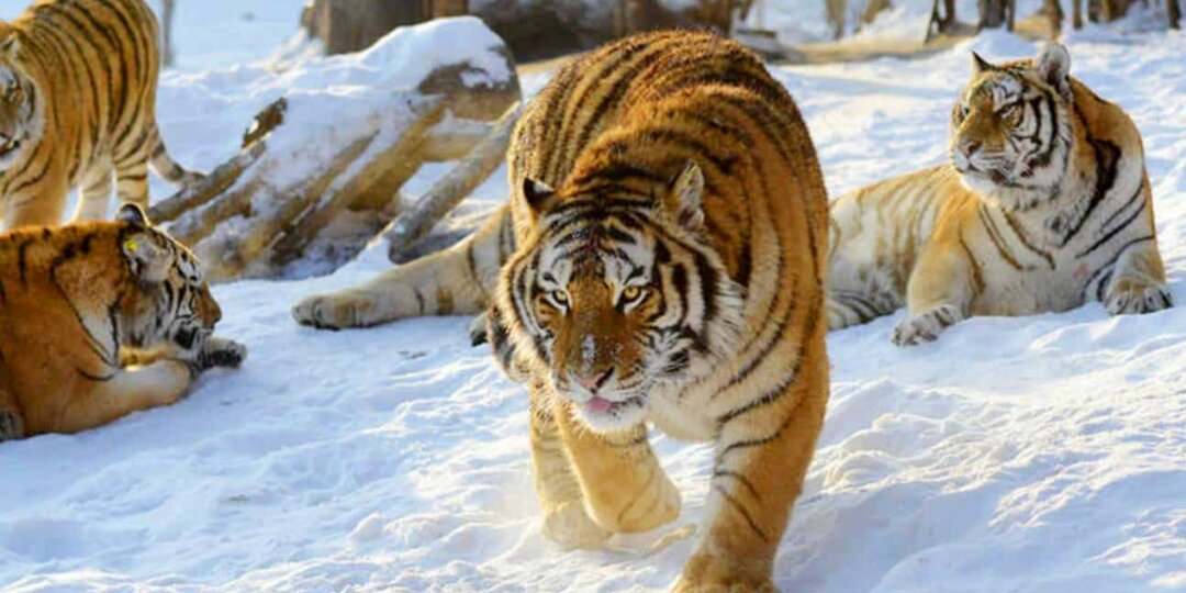 Парк сибирских тигров в Харбине 2026: цены, сафари и секрет активных хищников