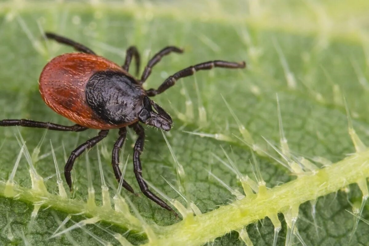 Фото с сайта: https://www.sudbury.com/beyond-local/beyond-local-debunking-common-myths-about-ticks-3626651