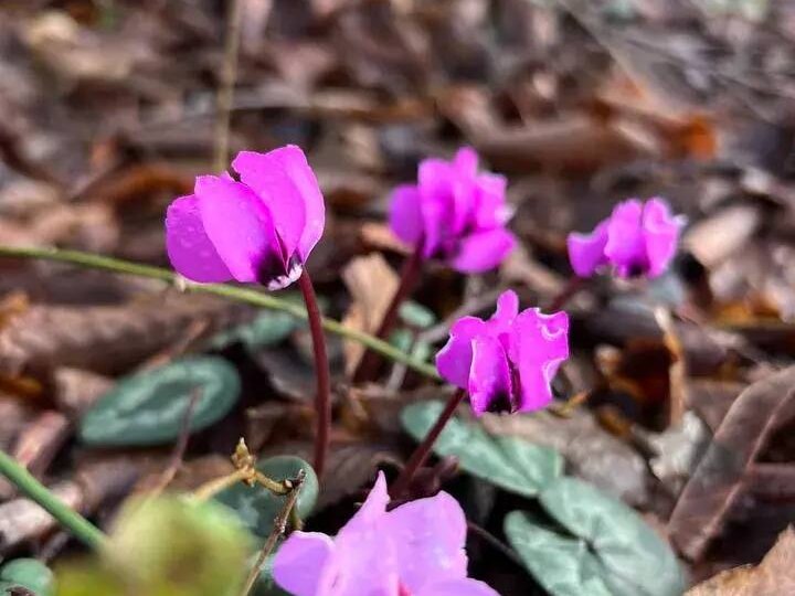 А через неделю весна