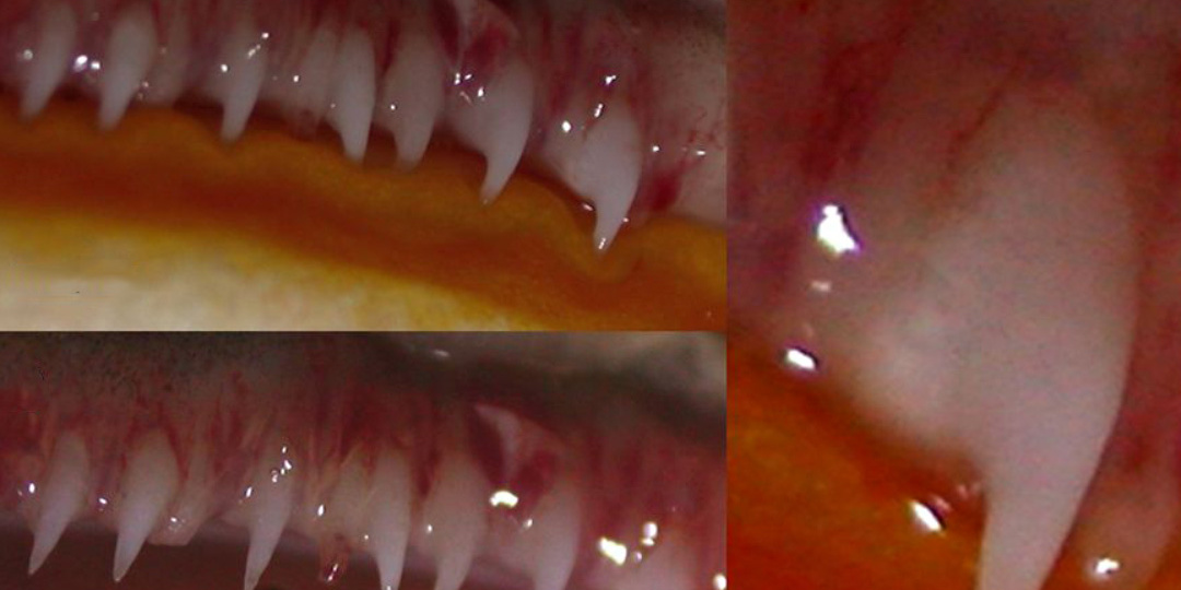 Лягушка, которую не стоит брать в руки 😉