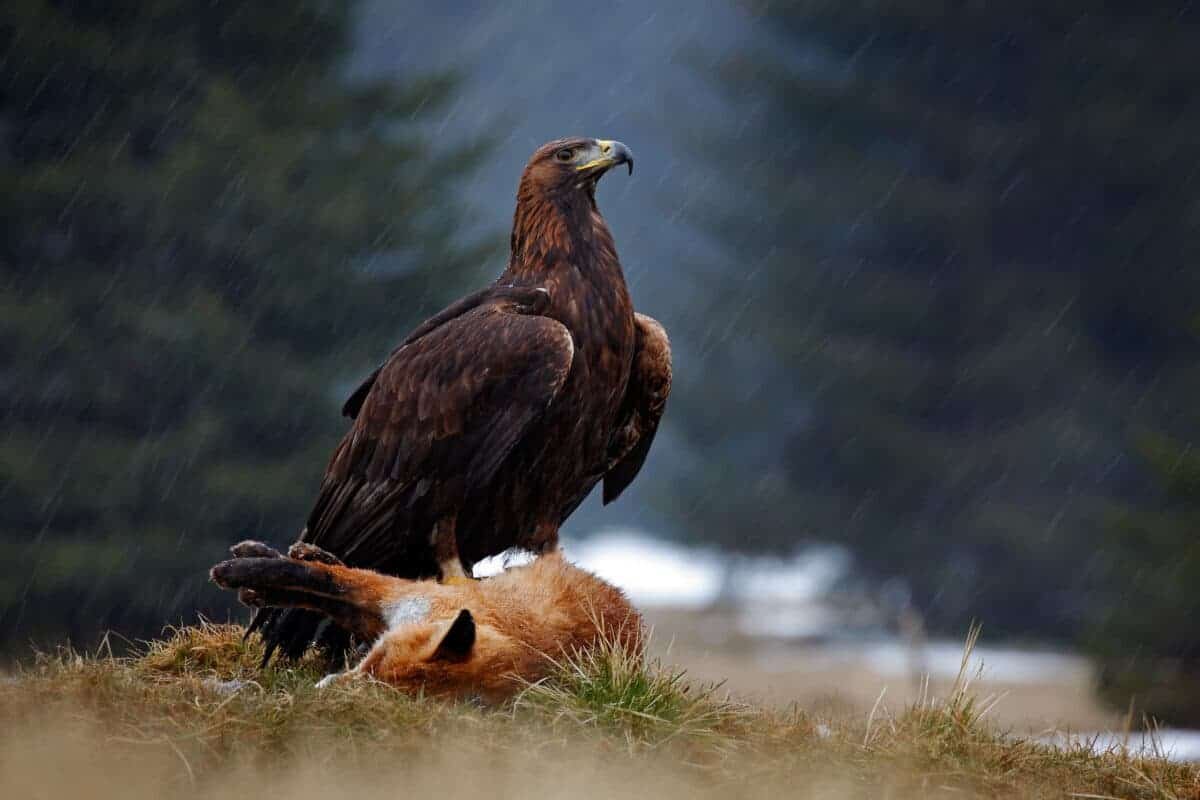 Фото с сайта: https://www.animalsaroundtheglobe.com/magestic-golden-eagle-journey-skies-10-157197/