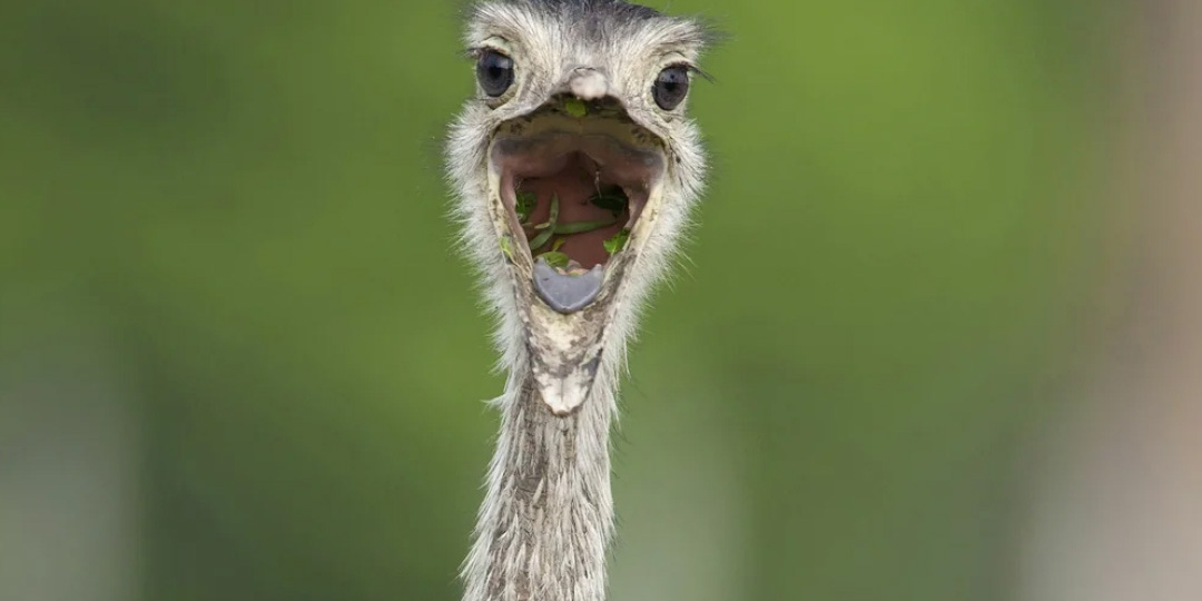 Страус, который пережил раскол Земли. Чем нанду отличается от остальных страусов