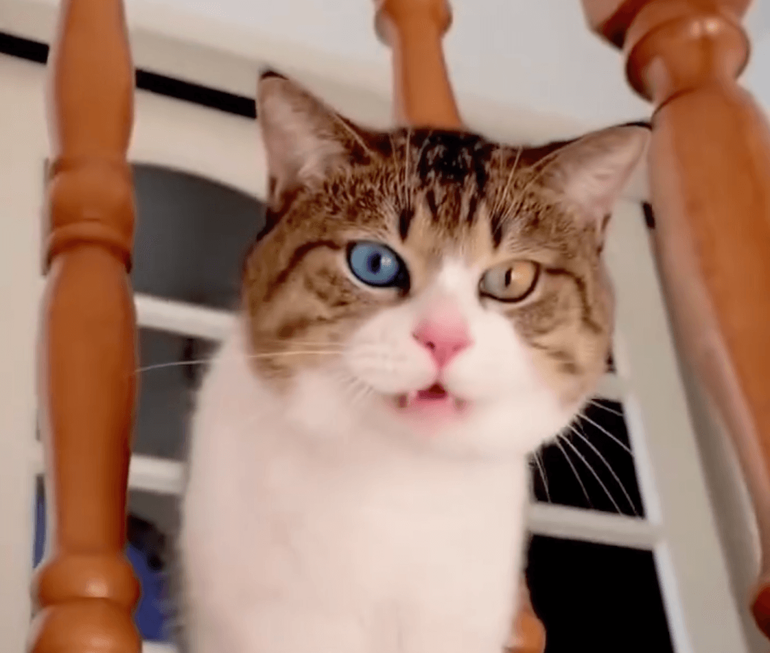  Кот с трехцветными глазами. © wulong1997, Tiktok