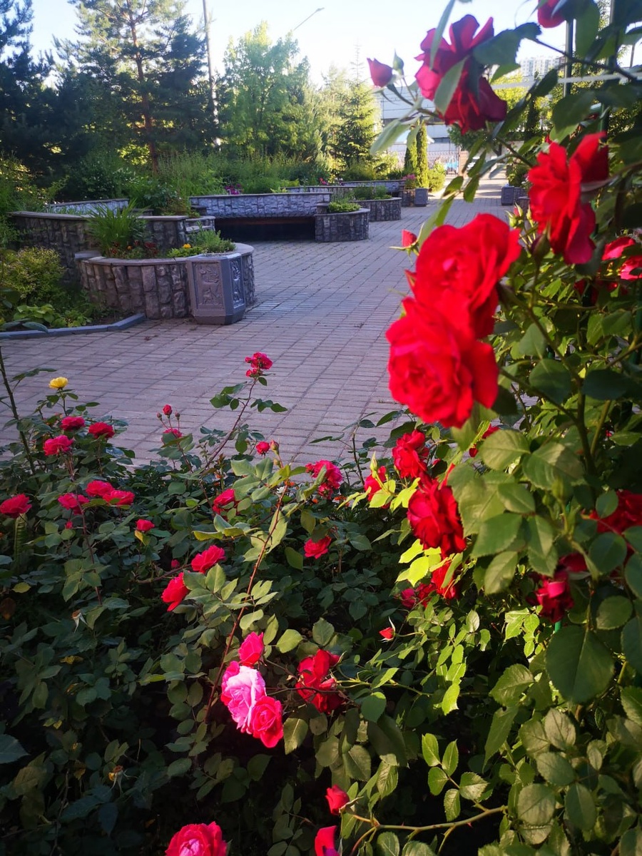 Вот такая красота растёт на територии больницы.