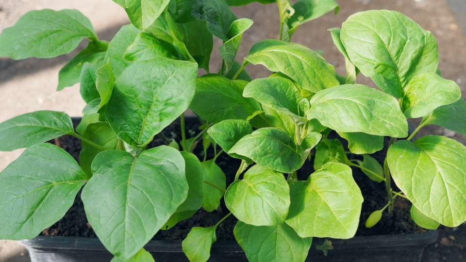 Посадка баклажанов в марте по лунному календарю. Фото: Tatiana_Pink / Shutterstock / Fotodom
