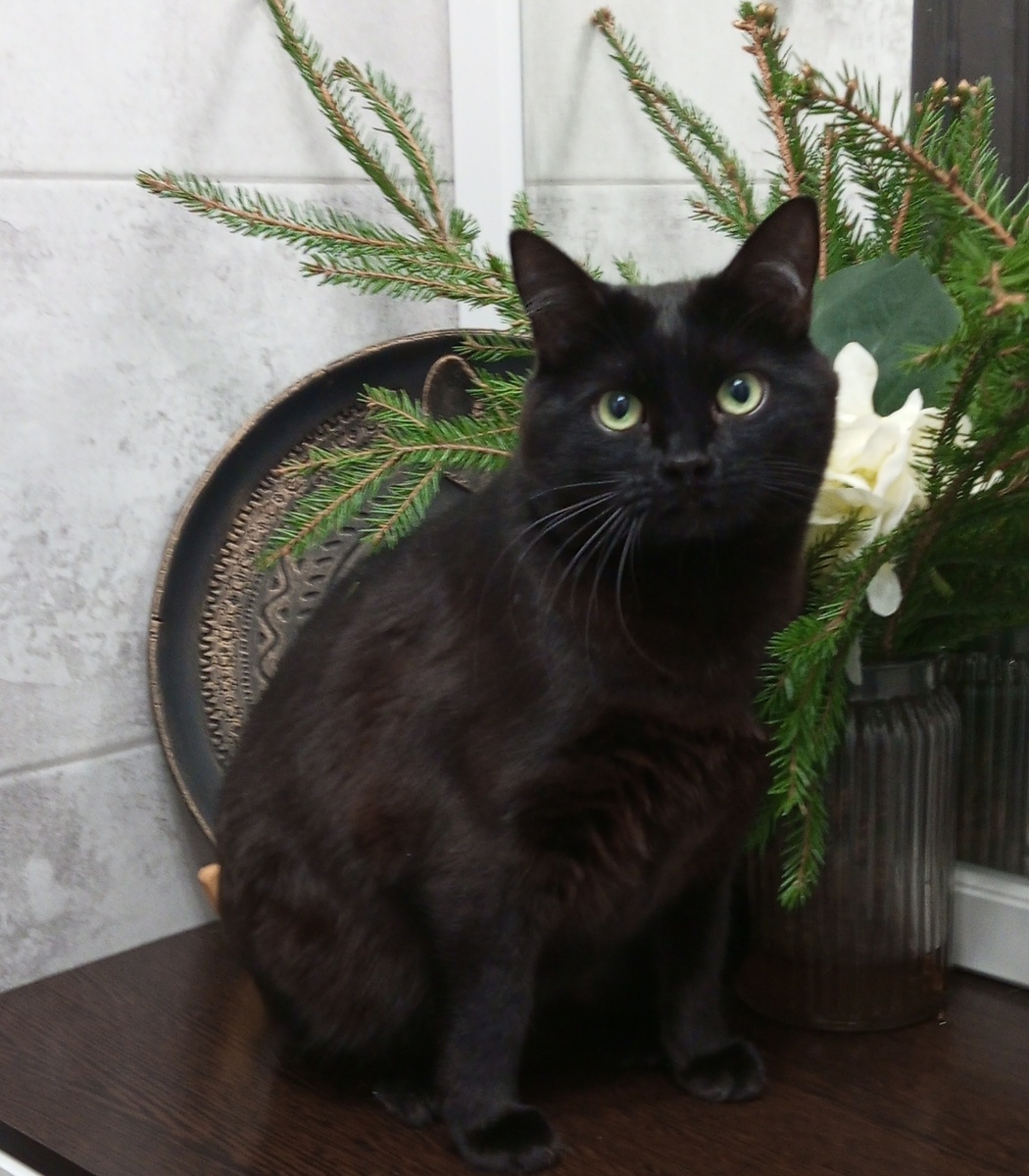 Блэк Нафыч. 😻