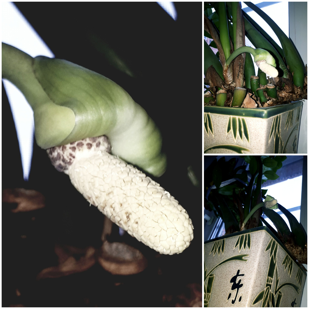 Коллаж автора 22.02.2026г.