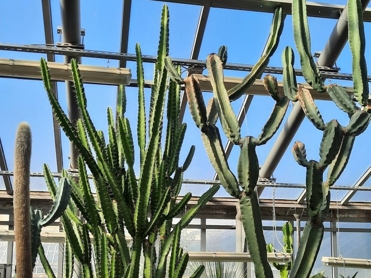     Сегодня Ботанический сад БИН РАН входит в пятерку крупнейших ботанических коллекций мира. Фото: архив МК в Питере