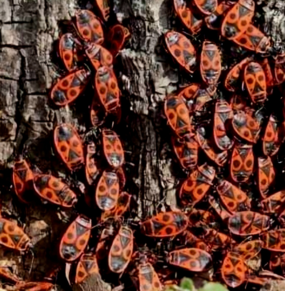 Пожарный жук