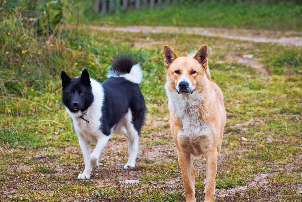    Окрас лаек сильно зависит от их породы