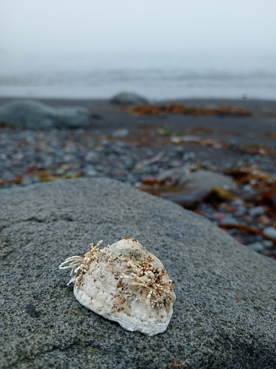 1. Раковина с веточками