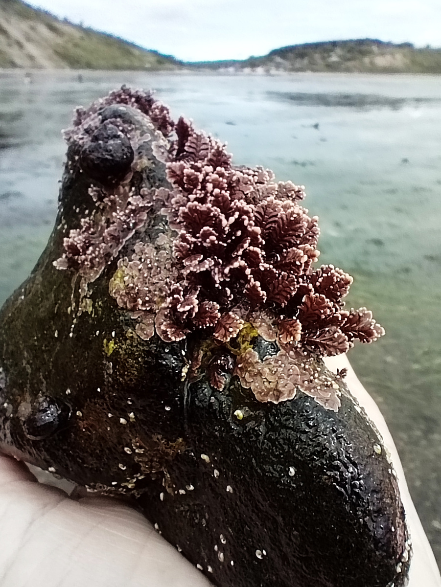 2. Водоросль на карте