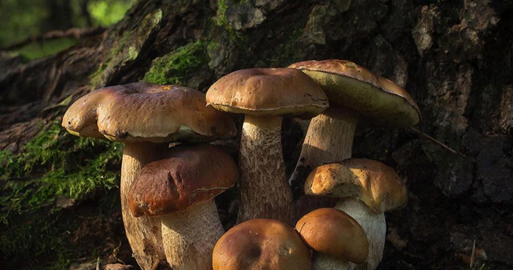 Садовые опята: почему грибница под деревом требует срочных действий