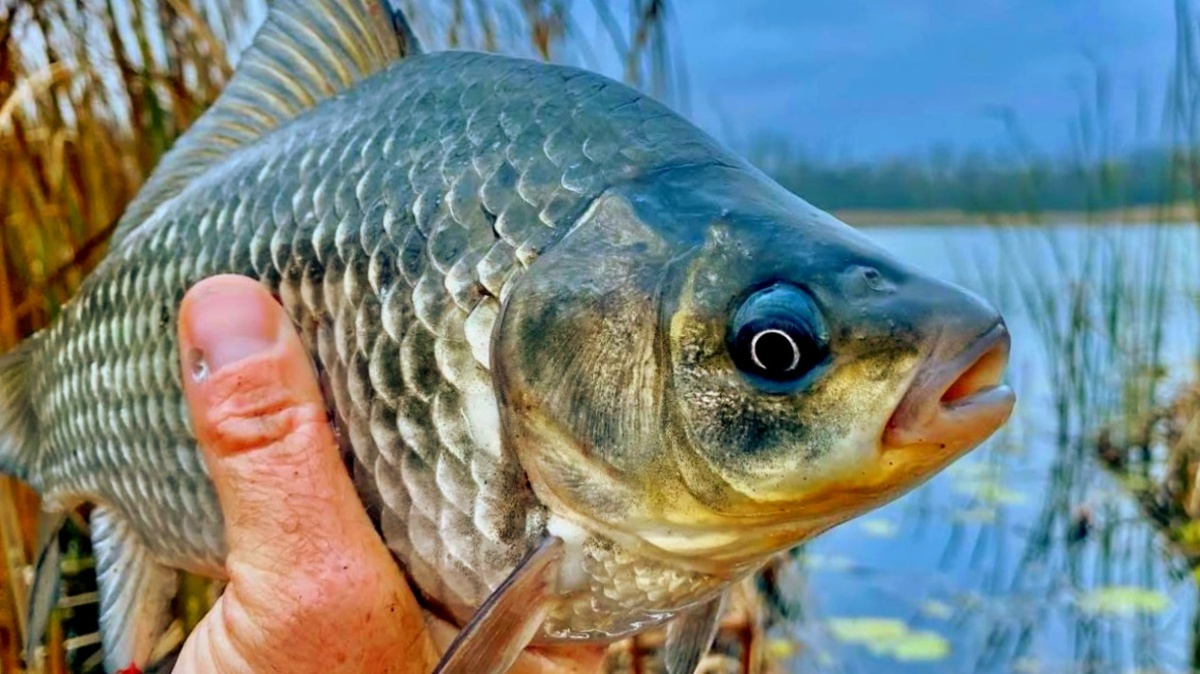 Крупный карась - долгожданный трофей