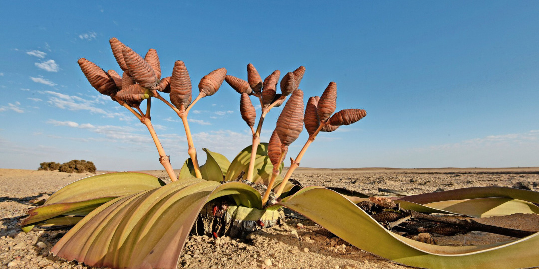 Растение живёт тысячу лет и не теряет ни листа, потому что их всего четыре 😉