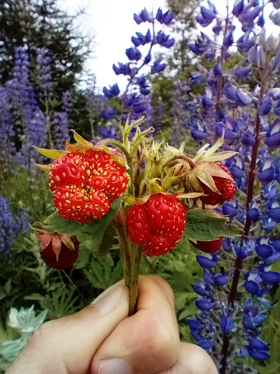 2. Лесная клубника