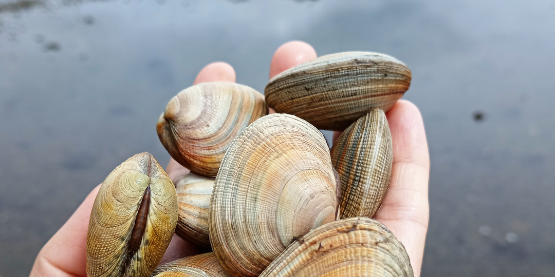 Стоит ли ехать на Сахалин, если у вас нет денег на дорогие экскурсии?