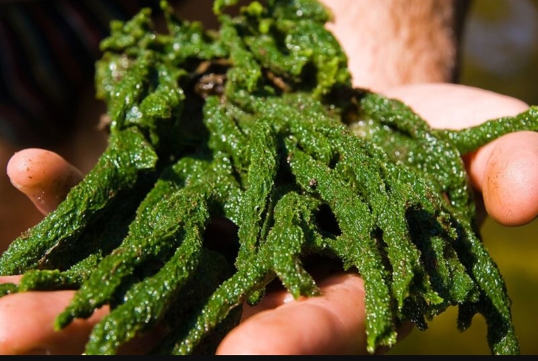 Бодяга. Водная губка, используют для заживления синяков. https://bigpicture.ru/wp-content/uploads/2020/11/badyaga-vodorosl-800x536.jpg