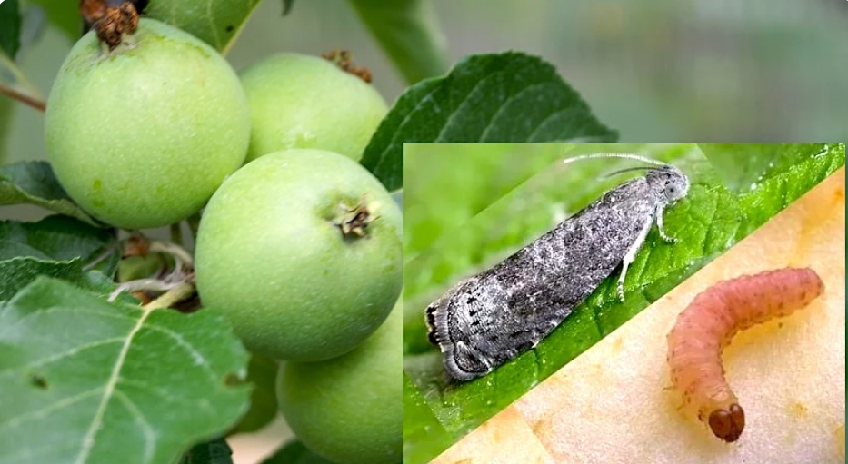 Фото rosselhoscenter.ru