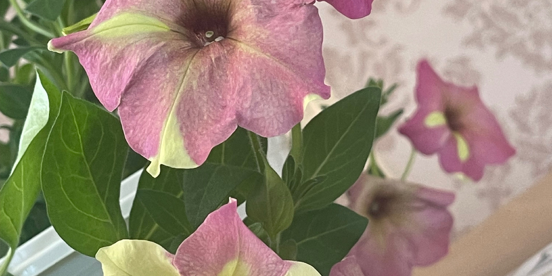 Сорт или гибрид: что выросло из семян петуний F1