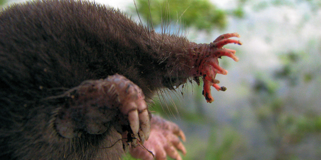 Универсальная хищная машина