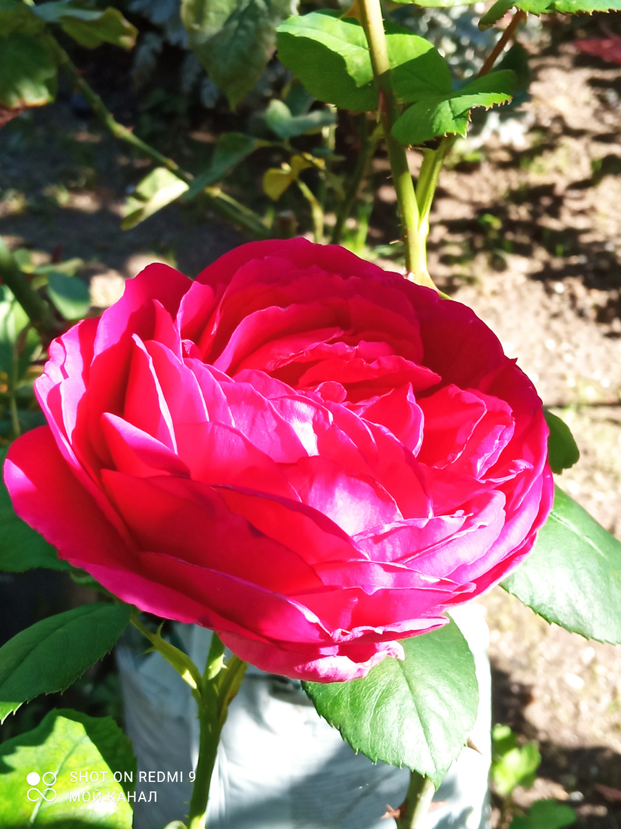 Английская роза Хитклиф. Фото автора.