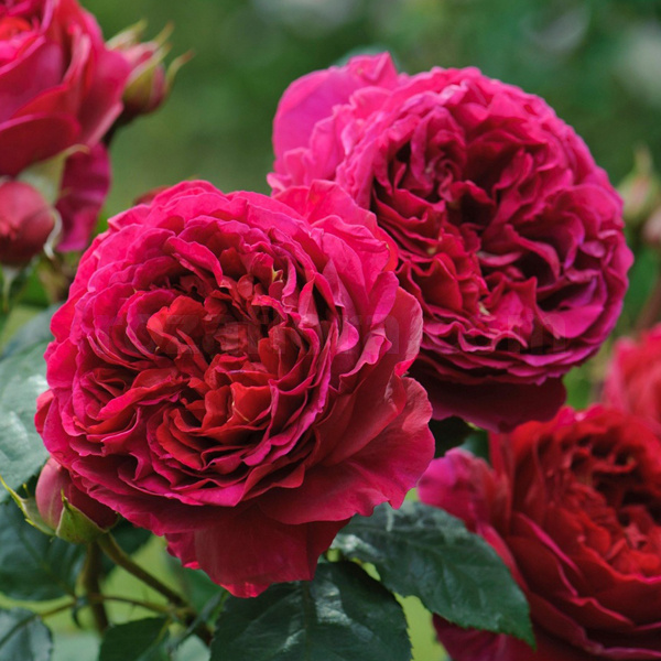 Роза Хитклиф. Фото с сайта Розафлора.