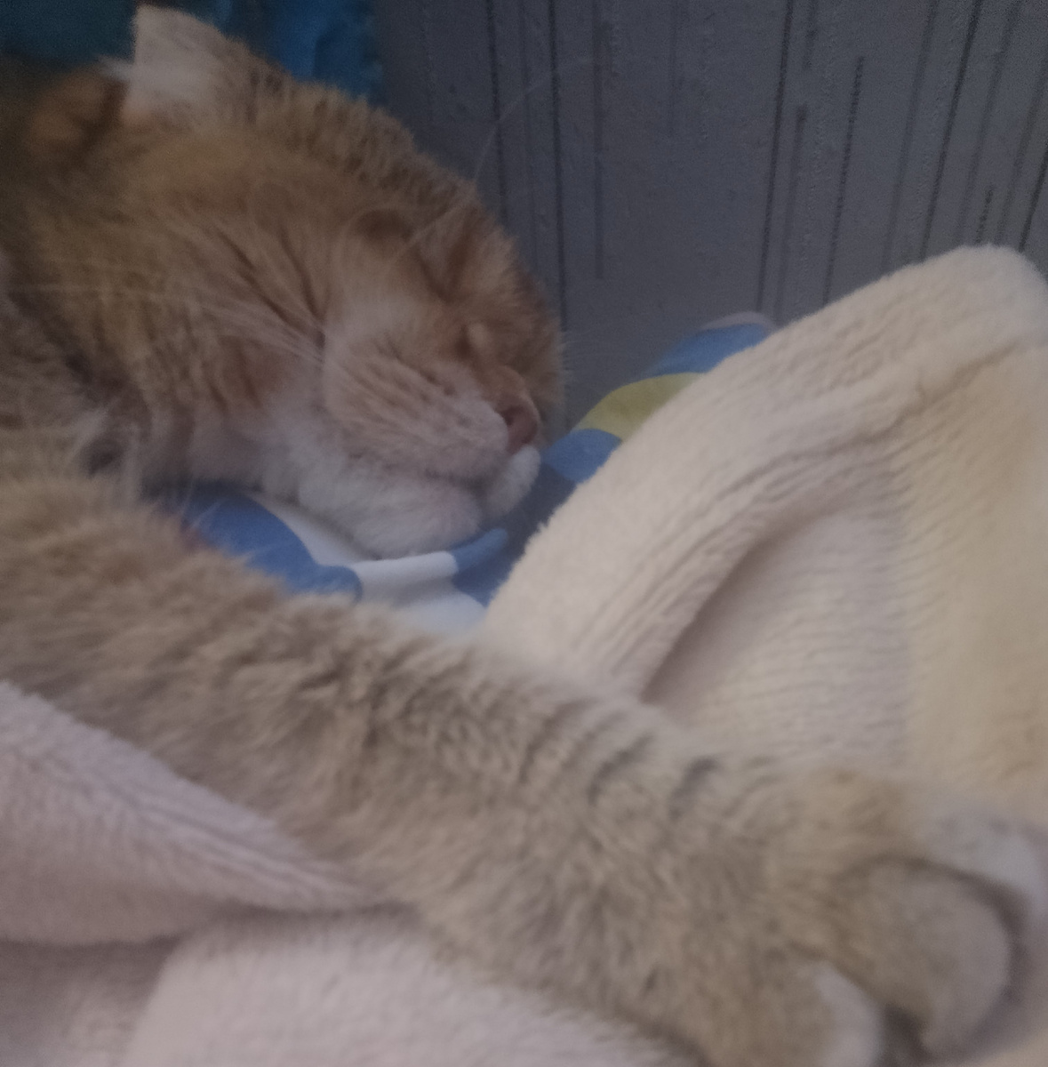 До весны не будить