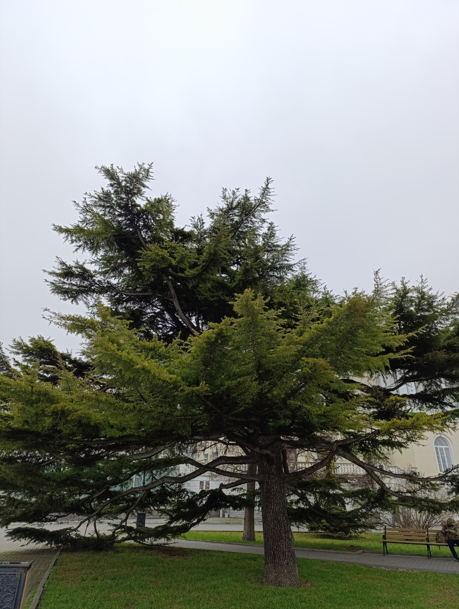 Не знаю как называется дерево, но не смогла пройти мимо него равнодушно.