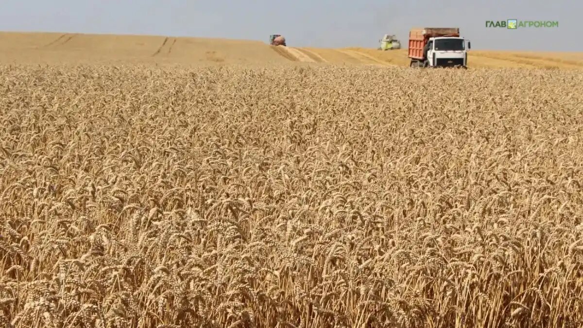 Фото:© Владимир Исаенко / Glavagronom.ru
Эксперт предложил развивать рынок биоэтанола в России