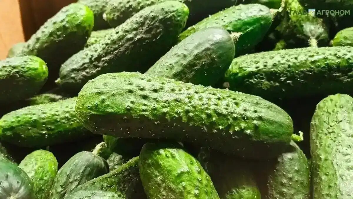 Фото:© Артем Борисов / Glavagronom.ru
Рейтинг мировых производителей огурцов