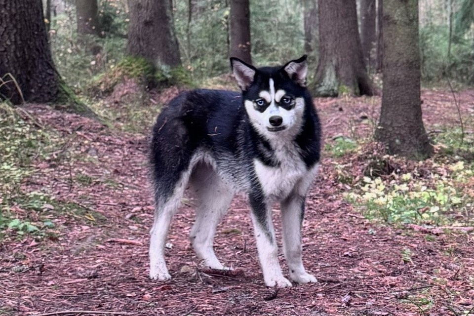    Последний раз Соня была дома 24 ноября прошлого года. Фото: тг- канал помощи потерявшимся животным «Домой!»
