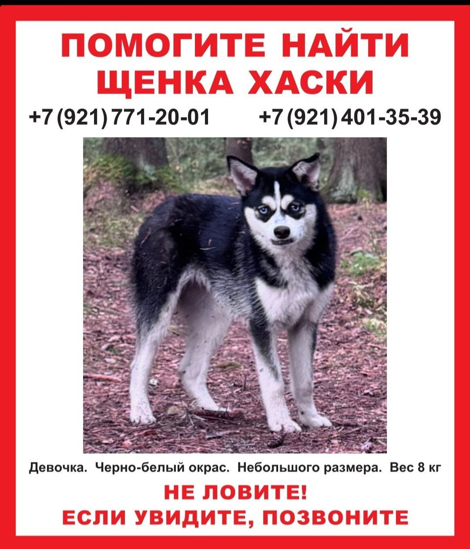    Волонтеры не исключают, что собака может быть и в других населенных пунктах. Фото: тг- канала помощи потерявшимся животным «Домой!»