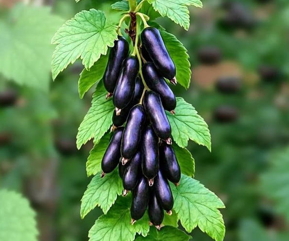 Смородина «Ведьмин палец» – это выдумка, объясняет главный агроном