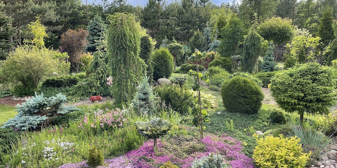 Тимьяны - цветущие ковры в хвойном саду