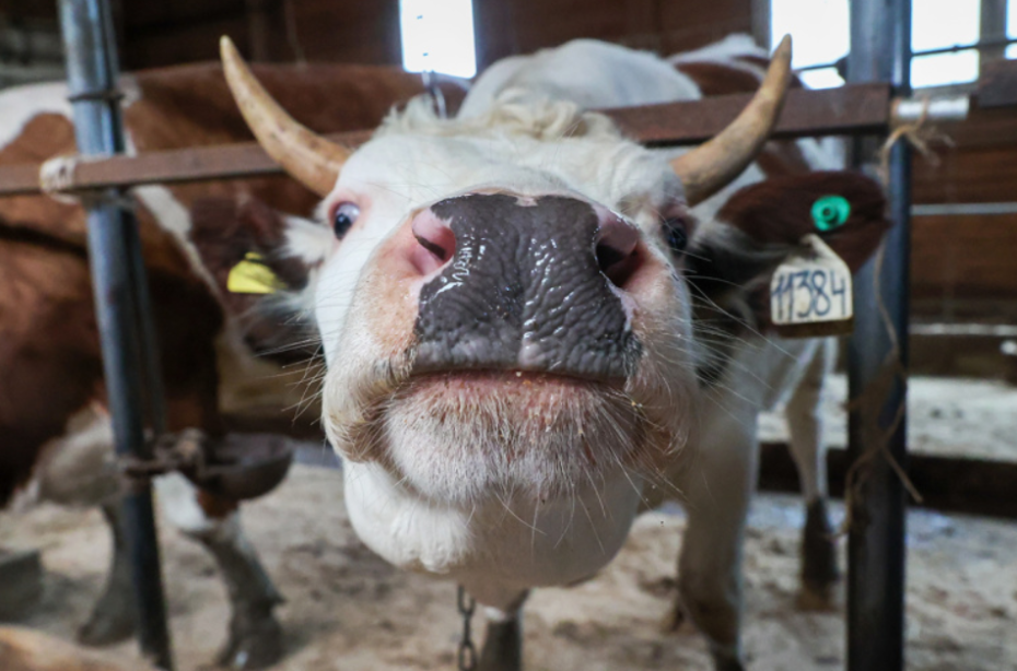    Сергей Булкин/NEWS.ru