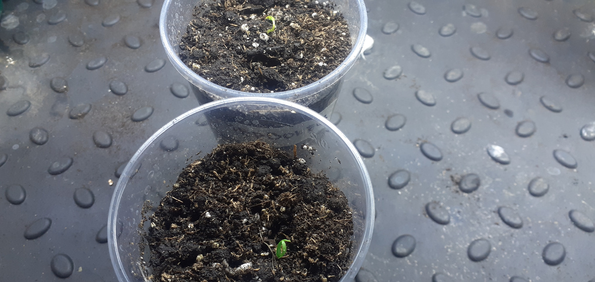 Гибрид Червнонец взошел 22.02 при посеве 30.01.