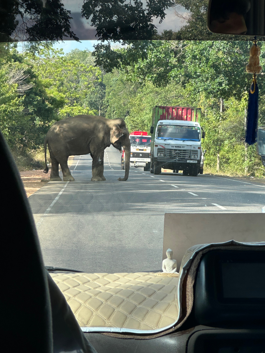 Слон переходит дорогу