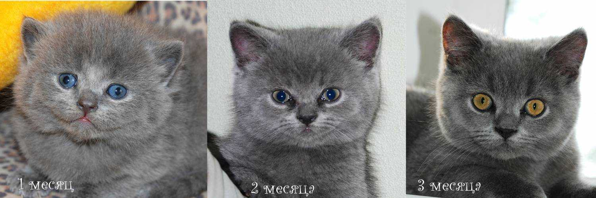 С возрастом в глазах накапливается пигмент, меняя их цвет.